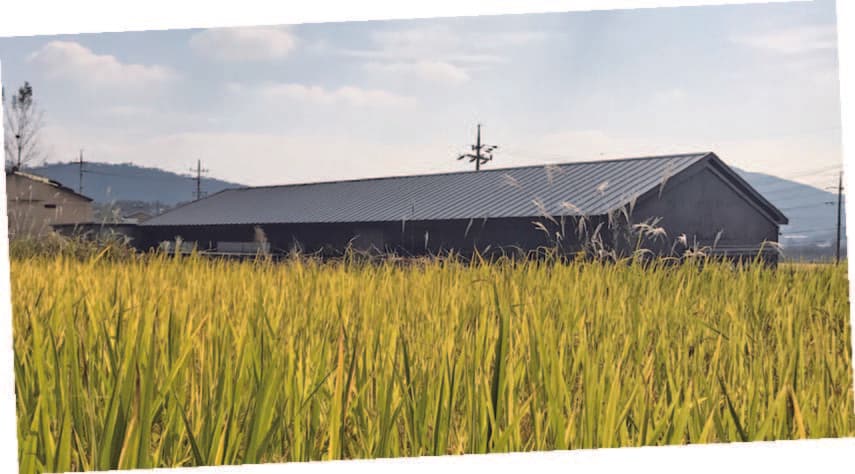 The delicate process of hand-brewing our traditional makgeolli